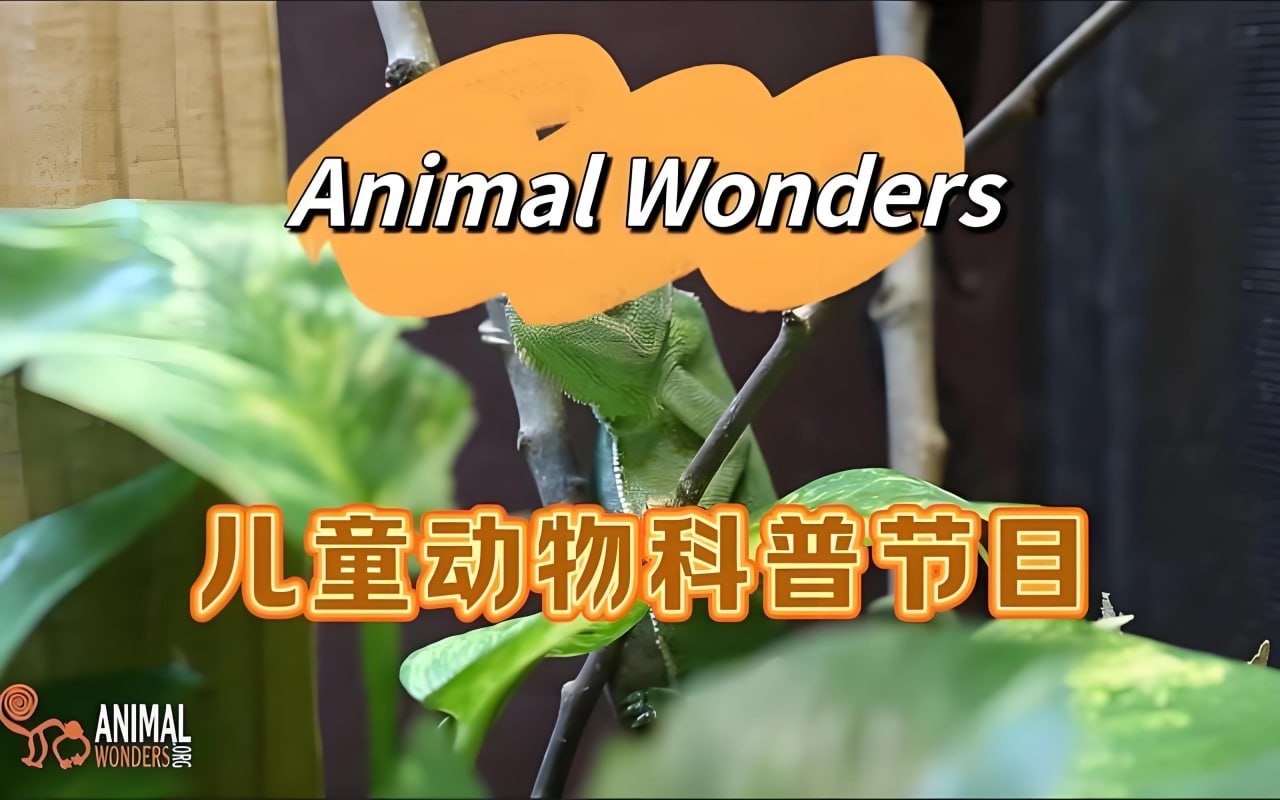 油管热门英文儿童动物科普节目《动物奇观 Animal Wonders》插图 油管热门英文儿童动物科普节目《动物奇观 Animal Wonders》